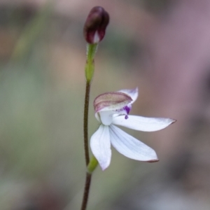 Caladenia moschata at Namadgi National Park - 10 Nov 2023