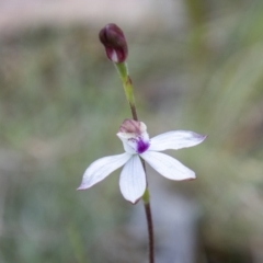 Caladenia moschata at Namadgi National Park - suppressed