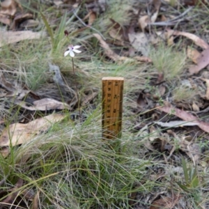 Caladenia moschata at Namadgi National Park - suppressed