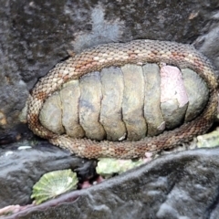 Sypharochiton pelliserpentis (Snakeskin Chiton) at Wapengo, NSW - 11 Nov 2023 by trevorpreston