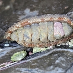 Sypharochiton pelliserpentis at Wapengo, NSW - 11 Nov 2023 02:34 PM