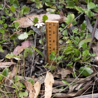 Caladenia alpina (Mountain Caps) at Namadgi National Park - 10 Nov 2023 by SWishart