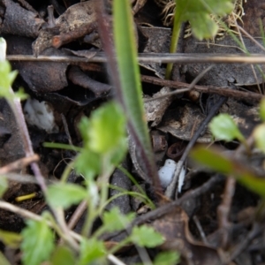 Caladenia alpina at Namadgi National Park - 10 Nov 2023