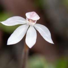 Caladenia alpina at Namadgi National Park - 10 Nov 2023