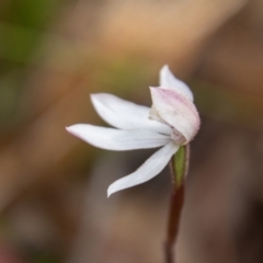 Caladenia alpina at Namadgi National Park - 10 Nov 2023