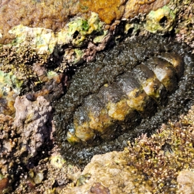 Plaxiphora albida at Wapengo, NSW - 11 Nov 2023 by trevorpreston