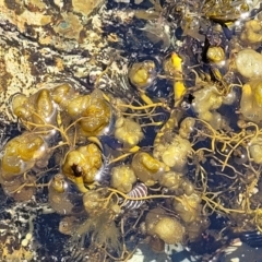 Unidentified Marine Alga & Seaweed at Mimosa Rocks National Park - 11 Nov 2023 by trevorpreston