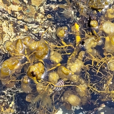 Unidentified Marine Alga & Seaweed at Mimosa Rocks National Park - 11 Nov 2023 by trevorpreston