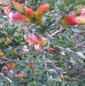Eremophila maculata (Spotted Emu Bush, Spotted Fuchsia) at Kerang, VIC by annehall