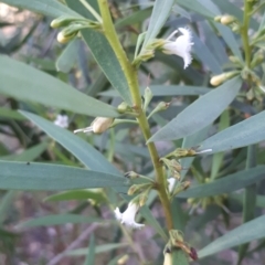 Myoporum montanum (Western Boobialla, Water Bush) at Kerang, VIC - 19 Oct 2023 by annehall