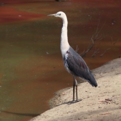 Ardea pacifica (White-necked Heron) at Gundagai, NSW - 12 Nov 2023 by MichaelWenke