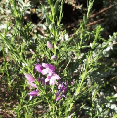 Eremophila divaricata at Kerang, VIC - 21 Oct 2023 by annehall