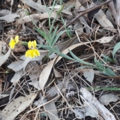 Goodenia glauca at Kerang, VIC - 21 Oct 2023 by annehall