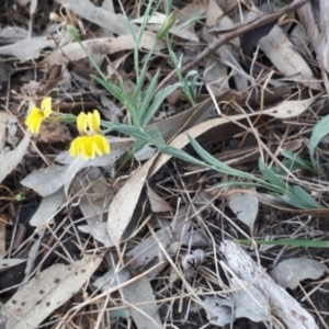 Goodenia glauca at Kerang, VIC - 21 Oct 2023 07:00 PM