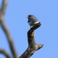 Artamus leucorynchus (White-breasted Woodswallow) at suppressed - 11 Nov 2023 by Trevor