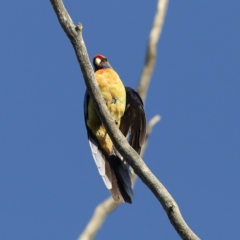 Platycercus elegans at Gundagai, NSW - 12 Nov 2023