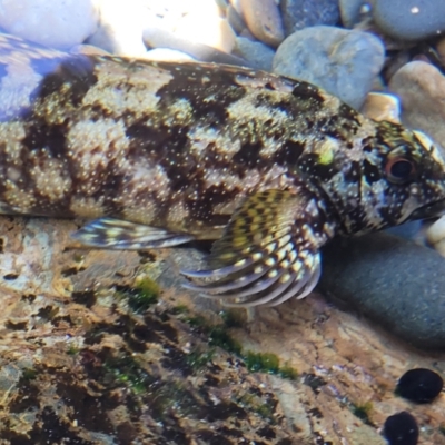 Chironemus marmoratus (Eastern Kelpfish) at Mimosa Rocks National Park - 11 Nov 2023 by trevorpreston
