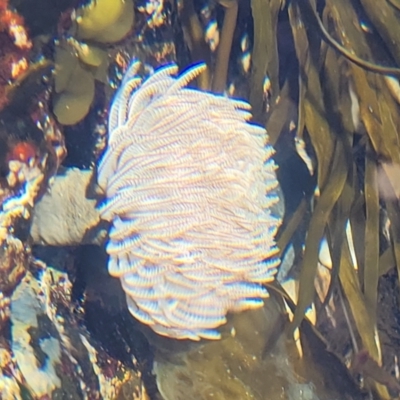 Unidentified Anemone, Jellyfish or Comb Jelly (Cnidaria, Ctenophora) at Mimosa Rocks National Park - 11 Nov 2023 by trevorpreston