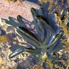 Codium fragile at Wapengo, NSW - 11 Nov 2023 by trevorpreston