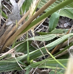 Juncus sp. at Kangaroo Valley, NSW - suppressed