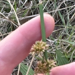 Juncus sp. at Kangaroo Valley, NSW - 12 Nov 2023