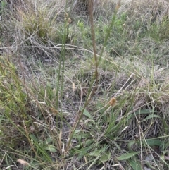 Juncus sp. at Kangaroo Valley, NSW - suppressed