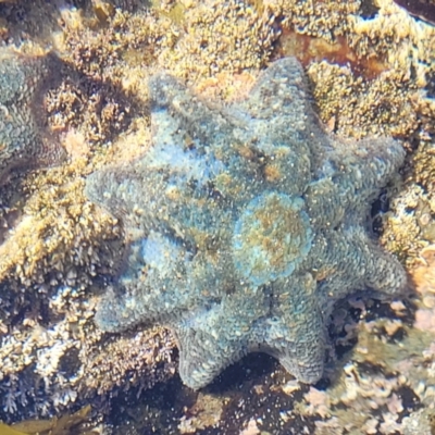 Meridiastra calcar (Eight arm Seastar) at Wapengo, NSW - 11 Nov 2023 by trevorpreston