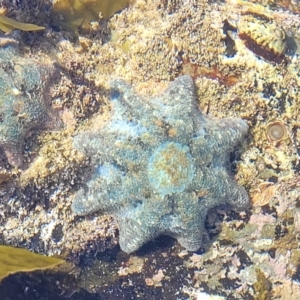 Meridiastra calcar at Mimosa Rocks National Park - 11 Nov 2023