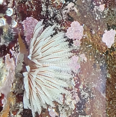 Sabellastarte australiensis (Feather duster worm) at Wapengo, NSW - 11 Nov 2023 by trevorpreston