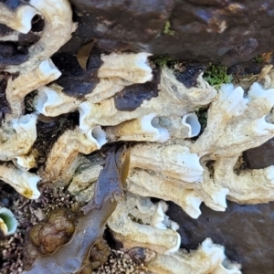 Galeolaria caespitosa at Mimosa Rocks National Park - 11 Nov 2023