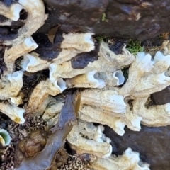 Galeolaria caespitosa (Intertidal Tube Worm) at Wapengo, NSW - 11 Nov 2023 by trevorpreston