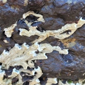 Galeolaria caespitosa at Mimosa Rocks National Park - 11 Nov 2023