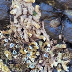 Galeolaria caespitosa at Mimosa Rocks National Park - 11 Nov 2023