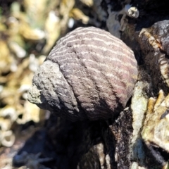 Austrocochlea porcata (Zebra top snail) at Mimosa Rocks National Park - 11 Nov 2023 by trevorpreston