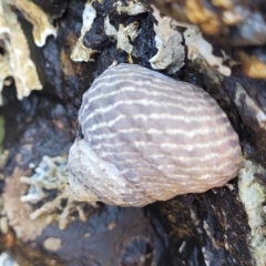 Austrocochlea porcata at Mimosa Rocks National Park - 11 Nov 2023 02:18 PM