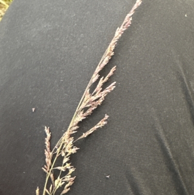 Poa labillardierei (Common Tussock Grass, River Tussock Grass) at Kangaroo Valley, NSW - 12 Nov 2023 by lbradleyKV