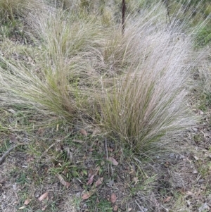 Poa labillardierei at Kangaroo Valley, NSW - suppressed