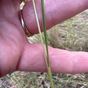 Poa labillardierei at Kangaroo Valley, NSW - suppressed