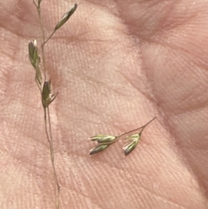 Poa labillardierei at Kangaroo Valley, NSW - suppressed