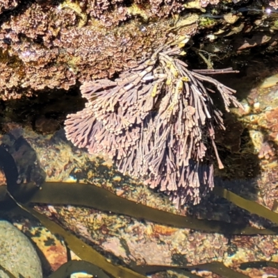 Corallina officinalis at Wapengo, NSW - 11 Nov 2023 by trevorpreston