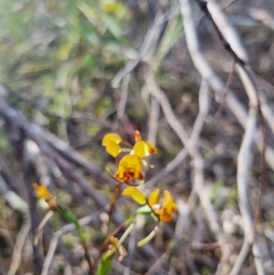 Diuris semilunulata (Late Leopard Orchid) at Bungendore, NSW - 12 Nov 2023 by clarehoneydove