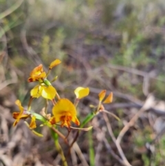 Diuris semilunulata at QPRC LGA - 12 Nov 2023