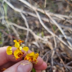 Diuris semilunulata at QPRC LGA - 12 Nov 2023