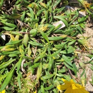 Gazania x splendens at Tathra, NSW - 11 Nov 2023