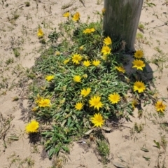 Gazania x splendens at Tathra, NSW - 11 Nov 2023