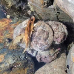 Pyura stolonifera at Mimosa Rocks National Park - 10 Nov 2023 by trevorpreston