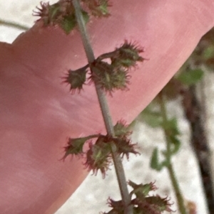 Rumex brownii at Kangaroo Valley, NSW - suppressed