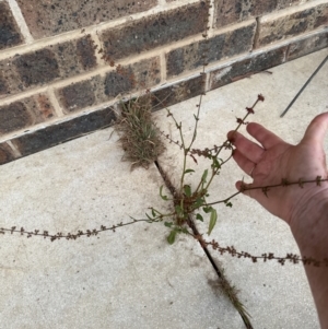 Rumex brownii at Kangaroo Valley, NSW - suppressed