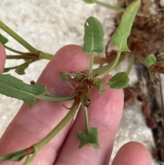 Rumex brownii at Kangaroo Valley, NSW - 12 Nov 2023