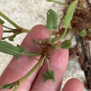 Rumex brownii at Kangaroo Valley, NSW - suppressed
